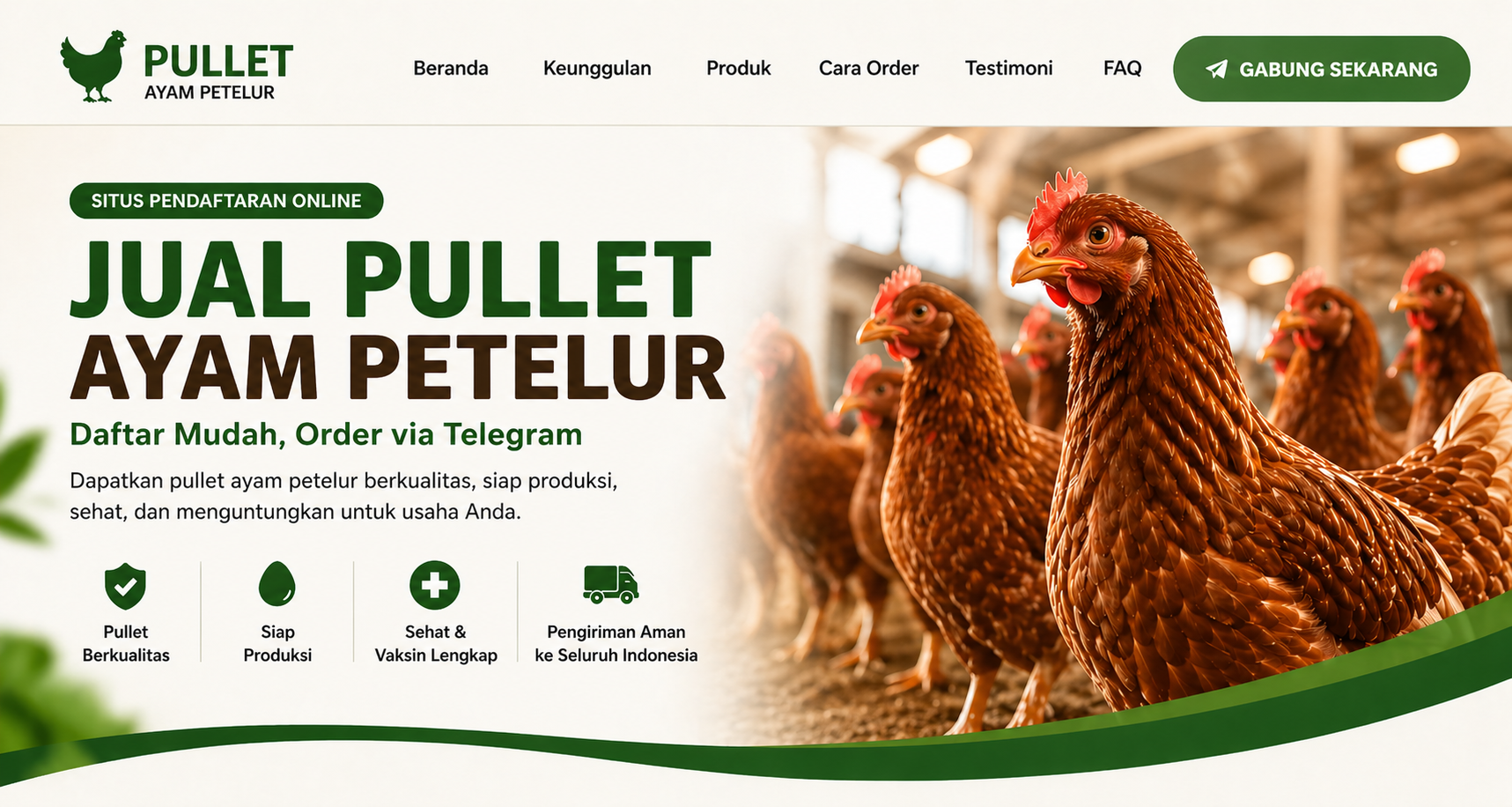 Header Jual Pullet Ayam Petelur